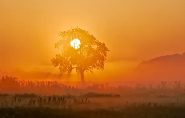 The sun, trees, sunset, fog, hills
