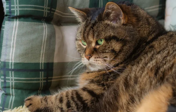 Cat, cat, look, face, pose, grey, cell, lies