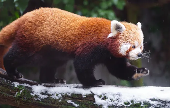 Winter, snow, tree, red Panda, walk, log, face, red Panda