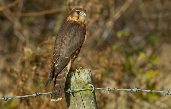 Look, bird, wire, profile, wooden, column, Merlin