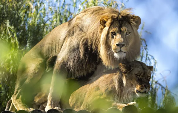 Look, love, pose, Leo, pair, lions, lioness, pairing