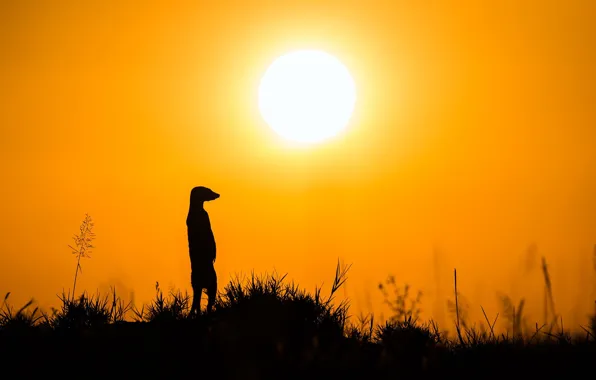 Picture nature, silhouette, Meerkat