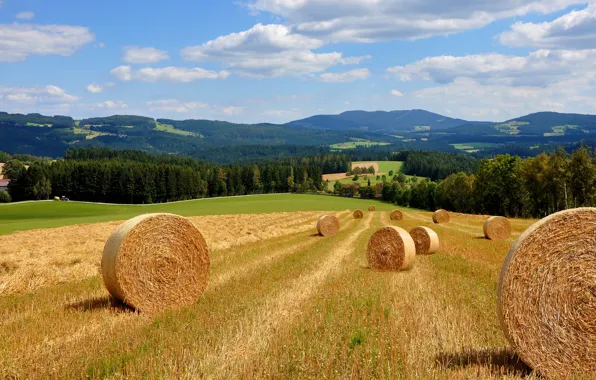 Field, forest, grass, clouds, mountains, nature, hills, dal