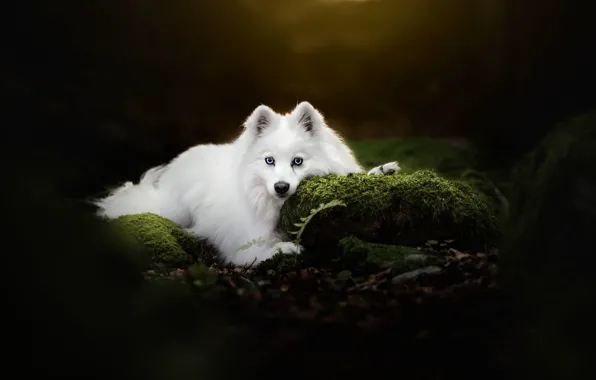 Picture look, background, moss, dog, white