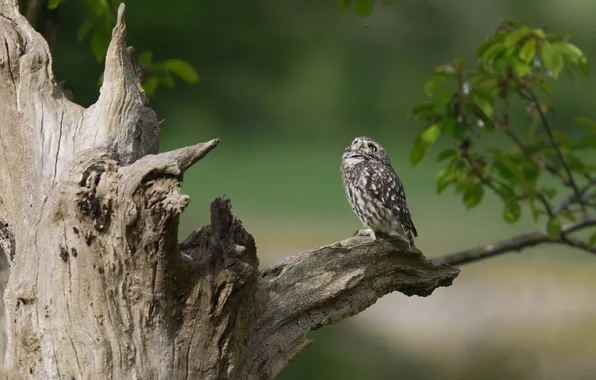 Look, grey, tree, owl, bird, foliage, branch, insect