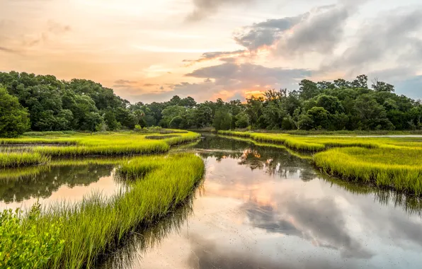 Picture grass, trees, South Carolina, USA, South Carolina, Kiawah Island