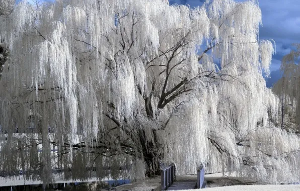 Picture winter, snow, bridge, frost, river, IVA