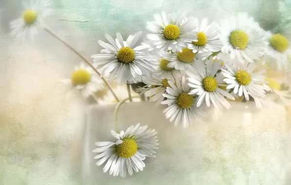 Picture flowers, chamomile, texture