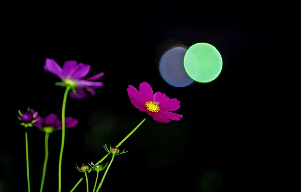 Picture light, flowers, background
