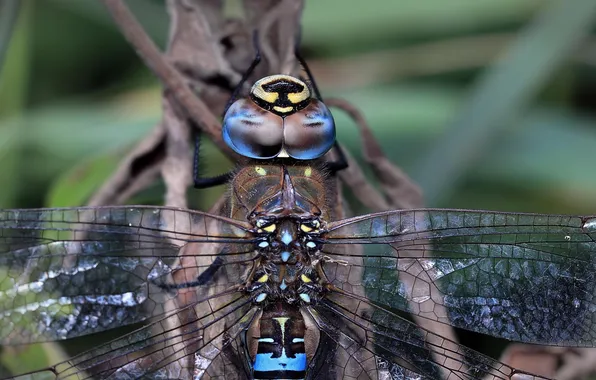 Picture wings, head, dragonfly, insect