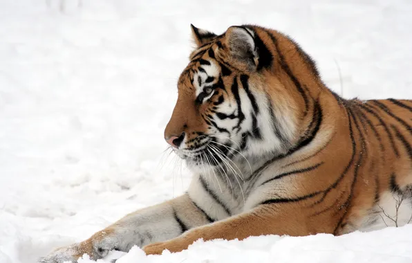 Cat, snow, tiger, profile, Amur