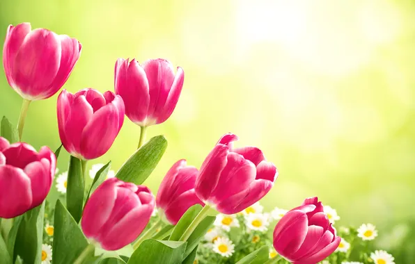 Picture flowers, tulips, fresh, flowers, tulips, spring