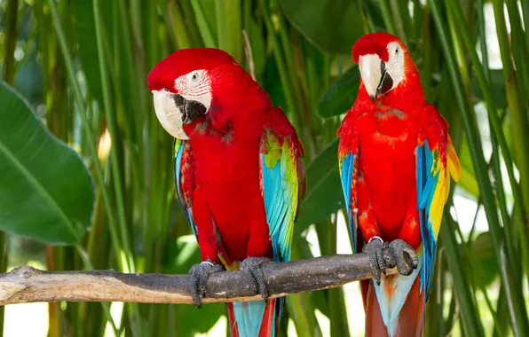 Picture branch, pair, color, parrots