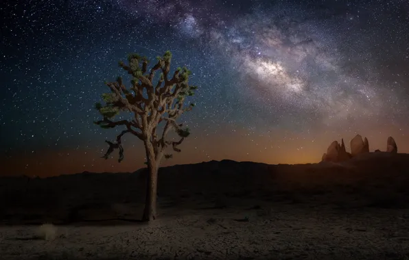 The sky, stars, night, nature, tree, the milky way, California