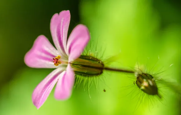 Flower, nature, petals, stem