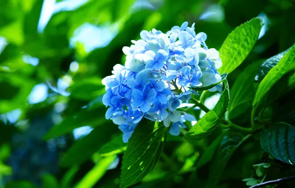 Picture greens, summer, leaves, light, flowers, branches, blue, petals