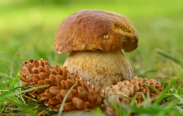 Autumn, nature, mushrooms