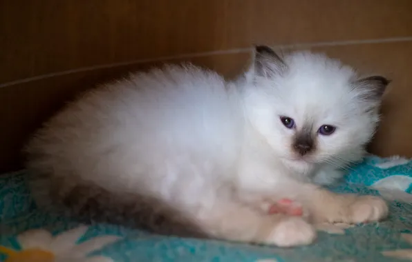 Cat, white, look, pose, kitty, baby, muzzle, lies