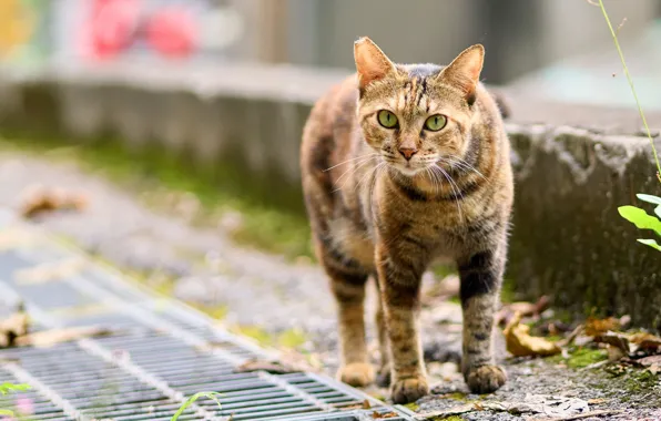 Autumn, cat, cat, look, face, leaves, pose, grille