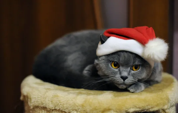 Cat, cat, look, grey, furniture, Christmas, New year, lies