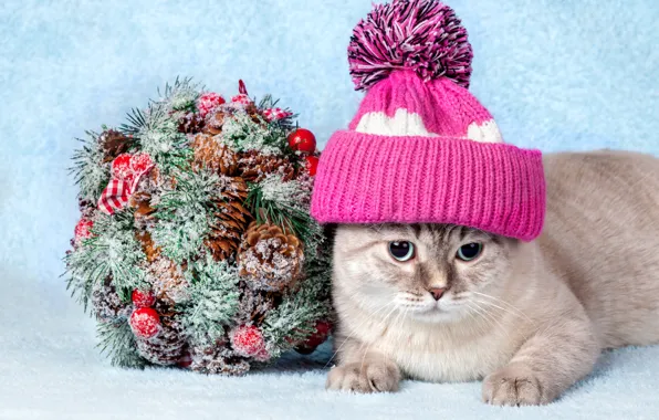 Picture cat, cat, hat, decoration
