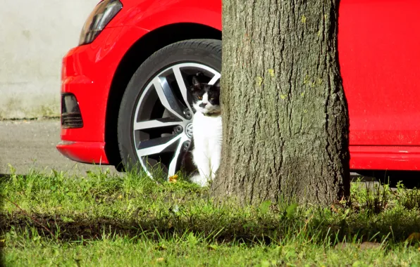 Tree, Look, Cat, Sitting