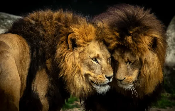 Look, the dark background, Leo, pair, lions, muzzle, communication, two lions