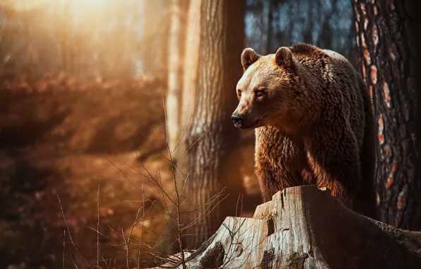 Forest, look, face, light, trees, branches, pose, stump