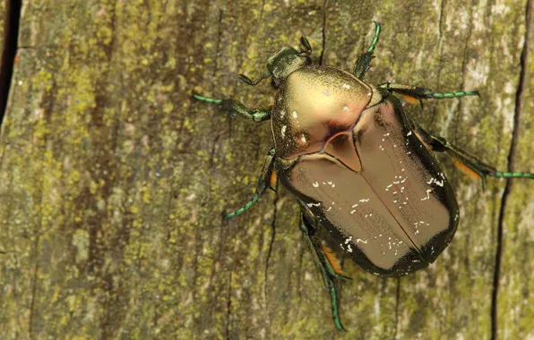Macro, tree, beetle, insect, bark, brantovka, Wallpaper from lolita777