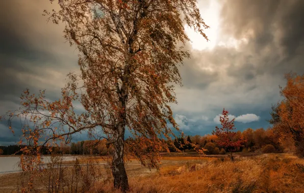 Field, autumn, forest, clouds, tree, foliage, birch