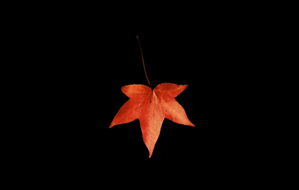 Picture autumn, macro, sheet, black background