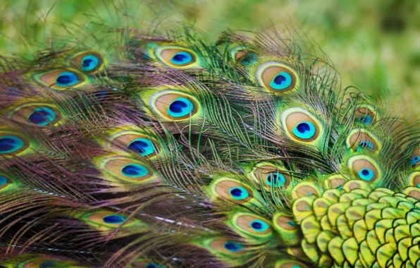 Picture feathers, peacock, color