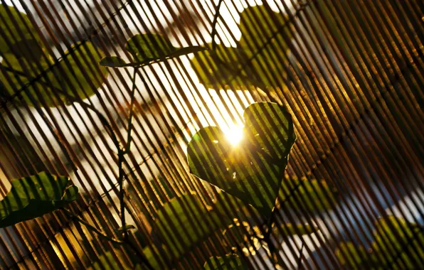 Picture leaves, the sun, rays, nature, tree, day, love, leaf