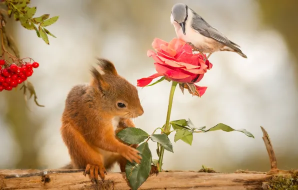 Picture animals, flower, nature, berries, bird, rose, protein, journal