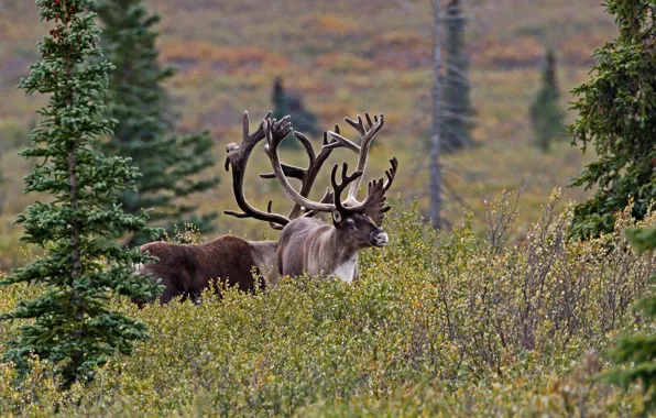 Nature, spruce, horns, reindeer