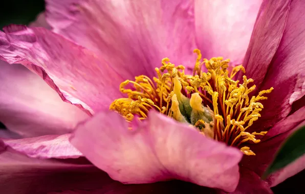 Flower, macro, pink, petals, stamens, peony