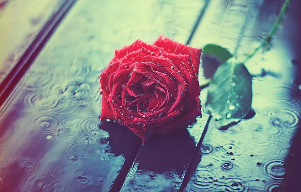 Picture flower, drops, rain, rose