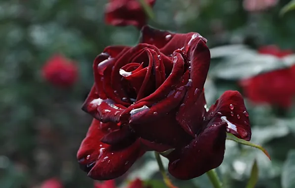 Flower, rose, water drops