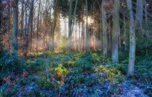 Forest, the sun, light, trees, branches, nature, fog, thickets