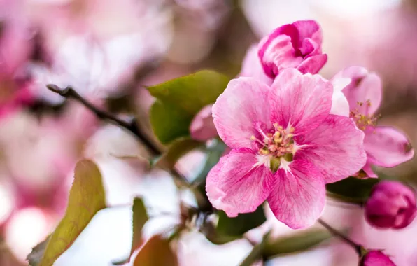 Picture branch, flowers, flowering, gently, leaves