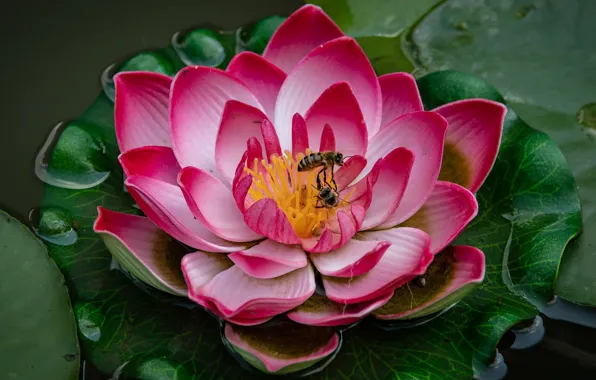 Flower, leaves, drops, insects, pond, pink, petals, bees