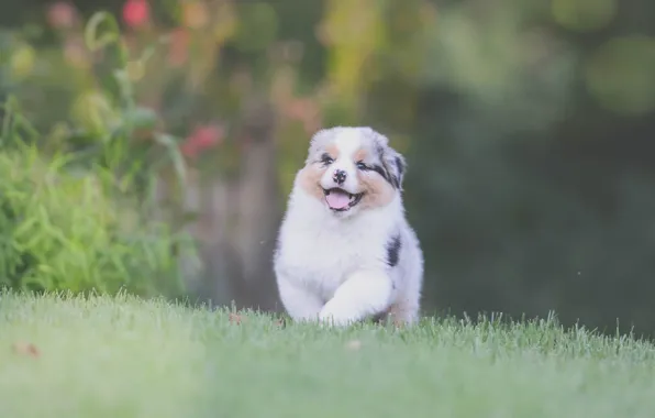 Picture grass, joy, mood, dog, puppy, walk, Australian shepherd, Aussie