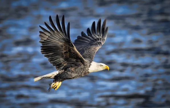 Flight, wings, fish, predator, mining, bald eagle