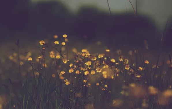 Picture grass, flowers, yellow, tarnish