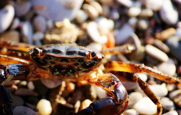 Picture STONES, CRAB, SHELL, PEBBLES, CLAWS