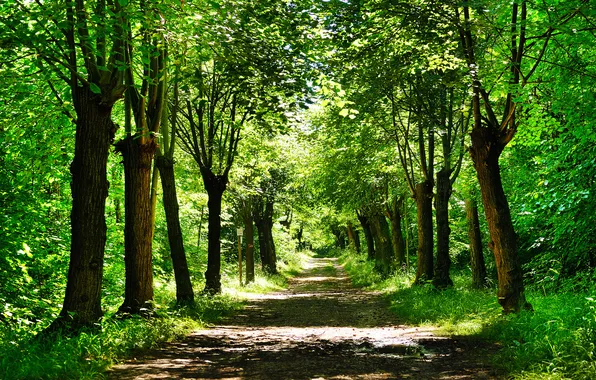 Road, greens, forest, grass, leaves, trees, nature, Park