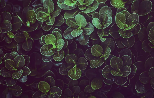 Nature, Drops, Leaves, Plant, Plants, Flora, Sheets, Green Leafed Plant