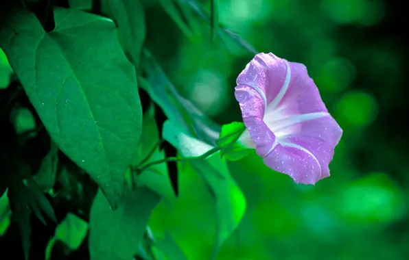 Picture flower, flowers, nature, plants, eel