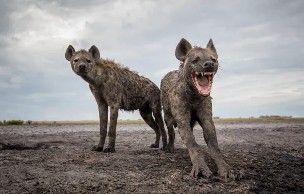 Nature, hyena, beast