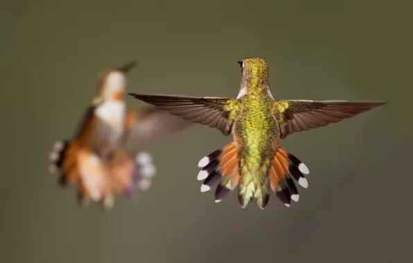 Picture bird, wings, Buffy Hummingbird
